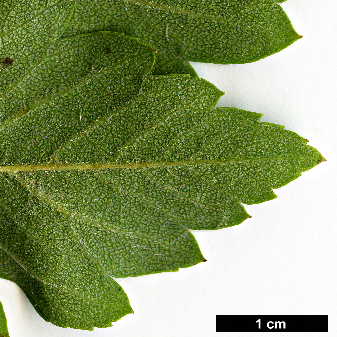 High resolution image: Family: Rosaceae - Genus: Crataegus - Taxon: ×grignonensis (C.mexicana ×)